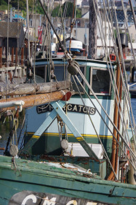 IMGP0935.JPG