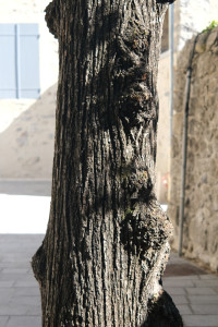 DSCF0382.JPG