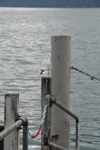 IMGP0574.JPG