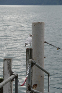 IMGP0575.JPG