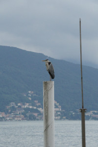 IMGP0583.JPG