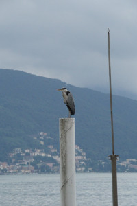 IMGP0584.JPG