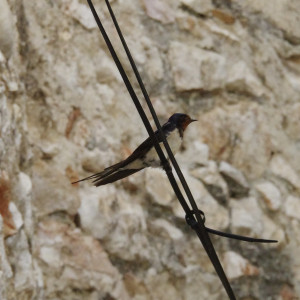 IMGP0716.jpg