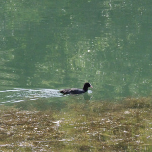 IMGP0730.jpg