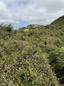 IMG_2245.JPG