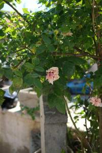DSCF0234.JPG