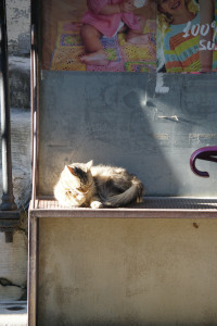 IMGP0166.JPG