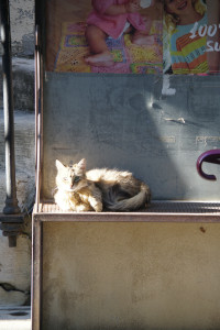 IMGP0167.JPG