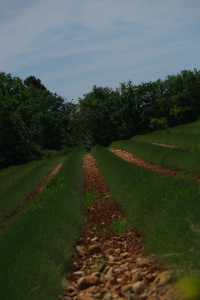 IMGP0184.JPG
