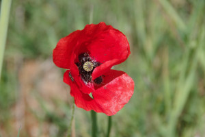 IMGP0187.JPG