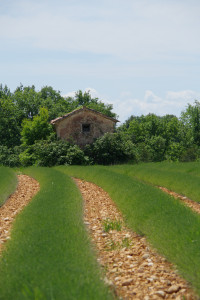 IMGP0188.JPG