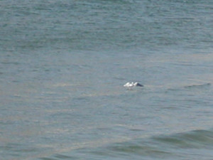 Hendaye du 20 au 24 Fév 2004 039.jpg
