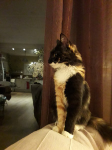 20181215_230553.jpg