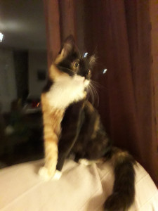 20181215_230642.jpg