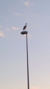 WP_20150903_003.jpg