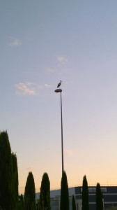 WP_20150903_004.jpg