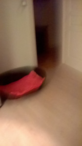 WP_20160803_001.jpg