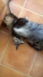 WP_20160907_005.jpg