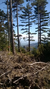 WP_20170409_001.jpg