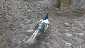WP_20170731_020.jpg