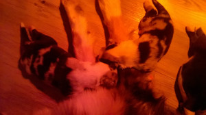 WP_20180411_003.jpg