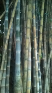 WP_20160712_050.jpg