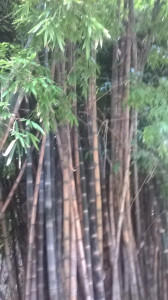 WP_20160712_051.jpg