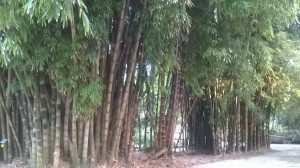 WP_20160712_052.jpg