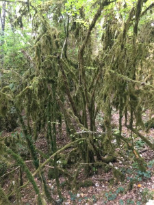 IMG_0175 (1).MOV