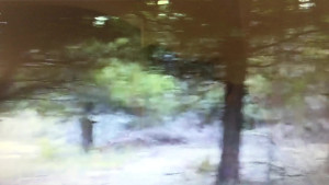 IMG_0376 (1).MOV