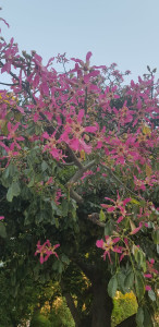 IMG-20200216-WA0003.jpg