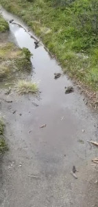 VID-20200203-WA0021.MP4