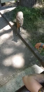 VID-20200216-WA0010.MP4