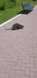 VID-20200216-WA0042.MP4