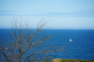 DSC01243.jpg